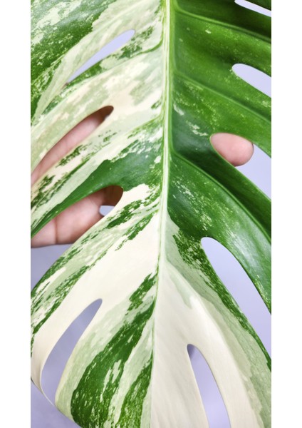 Plant Momzie Monstera Deliciosa 'albo Variegata'