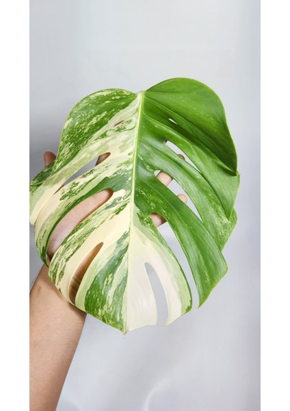 Plant Momzie Monstera Deliciosa 'albo Variegata'