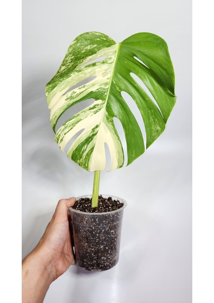 Plant Momzie Monstera Deliciosa 'albo Variegata'