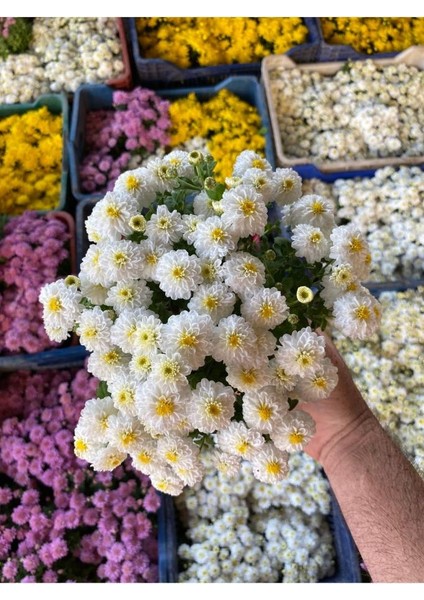 Kasımpatı Çiçeği Karışık Renk 10-20 cm