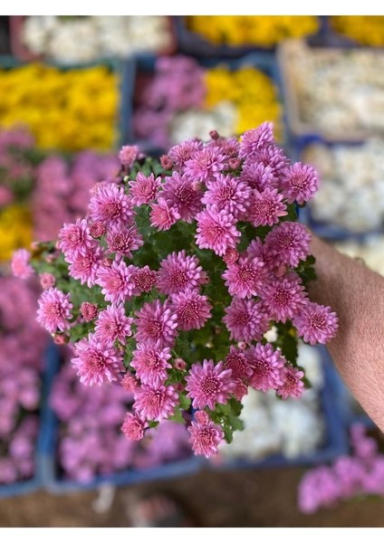 Kasımpatı Çiçeği Karışık Renk 10-20 cm fiyatları