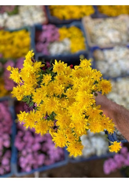 Kasımpatı Çiçeği Karışık Renk 10-20 cm modelleri