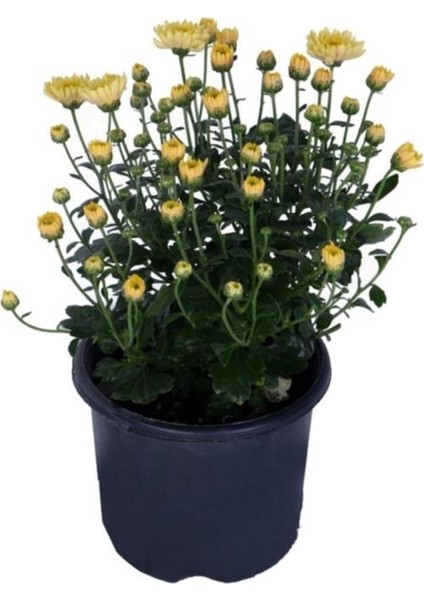 Sarı Kasımpatı Çiçeği Fidesi Fidanı 15-25 cm