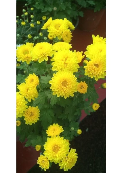 Sarı Kasımpatı Krizantem Chrysanthemum Çiçeği 10-20 cm