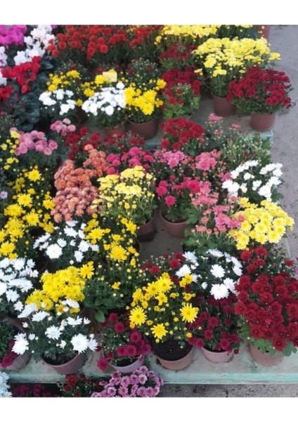 Sarı Kasımpatı Krizantem Chrysanthemum Çiçeği 10-20 cm