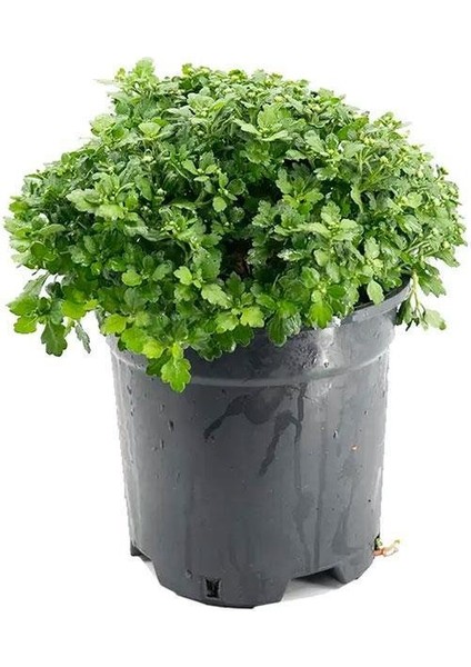 Sarı Kasımpatı Krizantem Chrysanthemum Çiçeği 10-20 cm