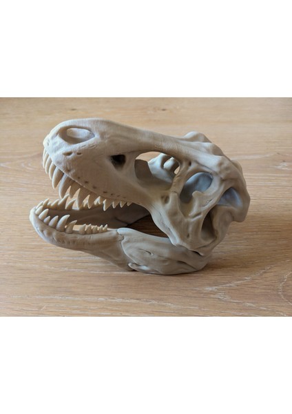 T-Rex Kafatası ve Standı Figürü - 20 cm
