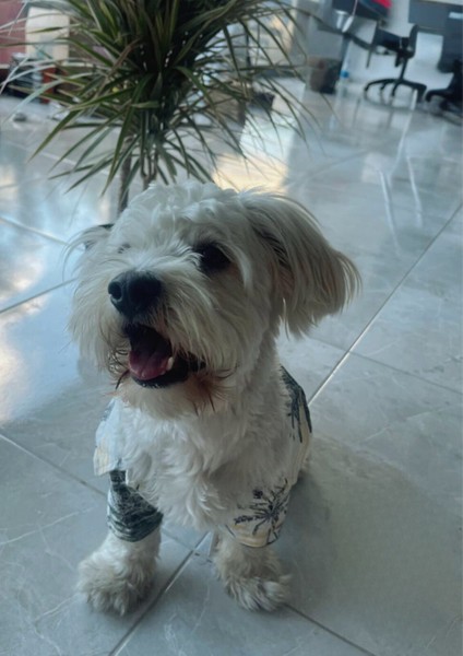 Hawaii Gömlek Lüks Yazlık Yakışıklı Tatil Gömleği Köpek Kıyafeti (Beden Tablosu Mevcuttur.) modelleri