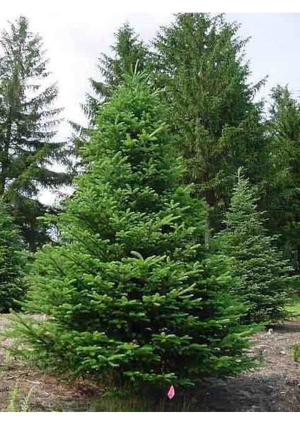 2 Yaşında Tüplü Yeşil Ladin Çamı (Picea Abies) Fidanı - Bahçeniz Için Dayanıklı ve Estetik Bir Seçim