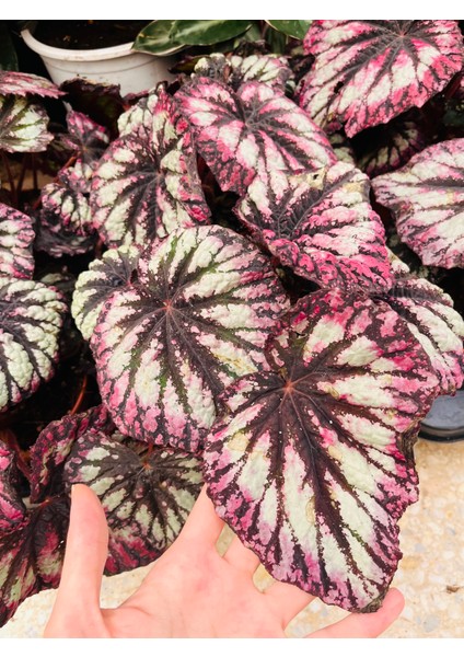 Begonya Rex Begonya (Yaprak Begonia)