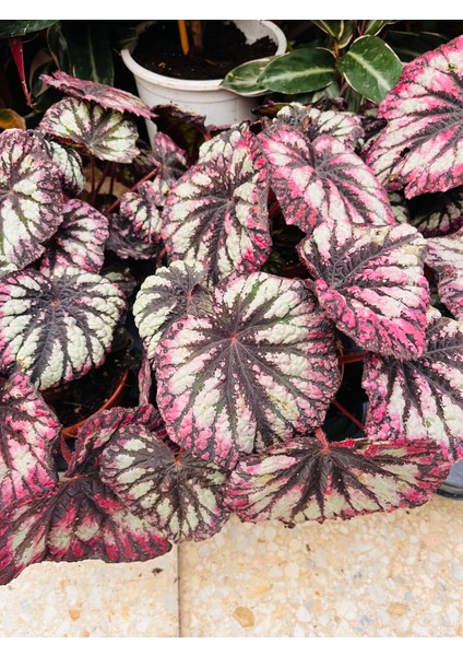 Begonya Rex Begonya (Yaprak Begonia)