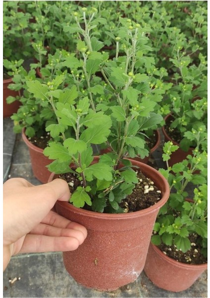 Açık Mor Kasımpatı Çiçeği Saksıda 10-20 cm