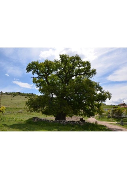 20 Adet Saplı Meşe (Quercus Robur) Ağaç Tohumu