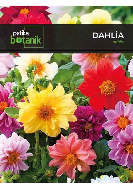 30 Adet Dahlia (Yıldız) Çiçek Tohumu