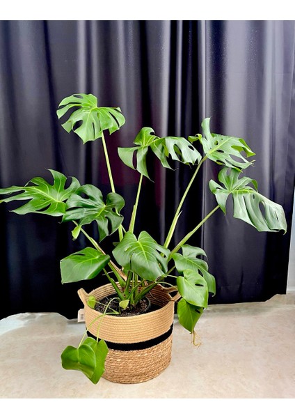 Monstera Deliciosa-Deve Tabanı Xl 100-110 cm Dolgun Formlu