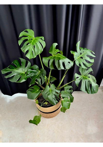 Monstera Deliciosa-Deve Tabanı Xl 100-110 cm Dolgun Formlu