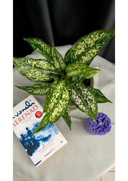 Aglaonema Pınk Prıncess-Yeşil Ofis Salon Bitkisi