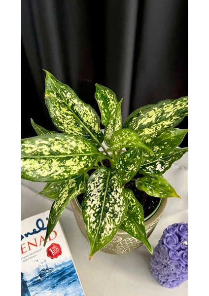 Aglaonema Pınk Prıncess-Yeşil Ofis Salon Bitkisi