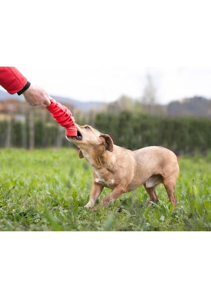 Köpek Oyuncağı