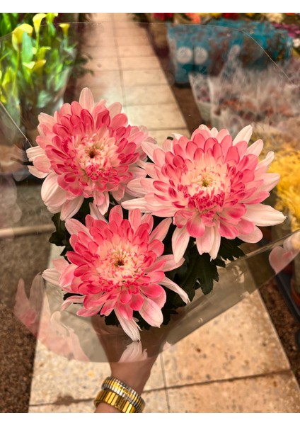 Denizin Garden Kasımpatı (Chrysanthemum) Pembe Ithal Krizantem