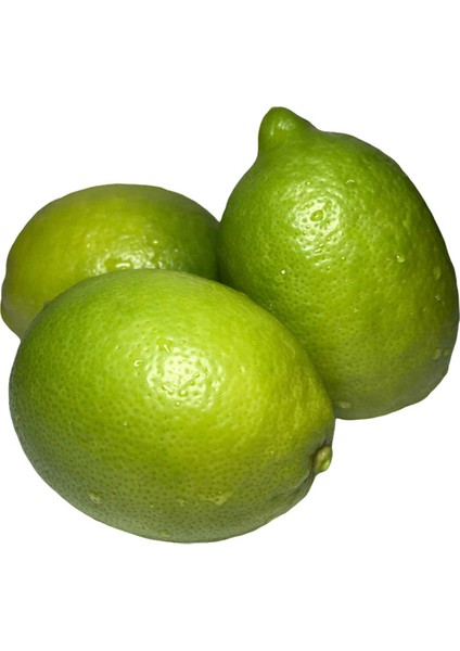 EVİM BAHÇEM Lime Limon Yeşil Limon Fidanı (Meyveli) Içi Dışı Yeşil Meyveli Fidan