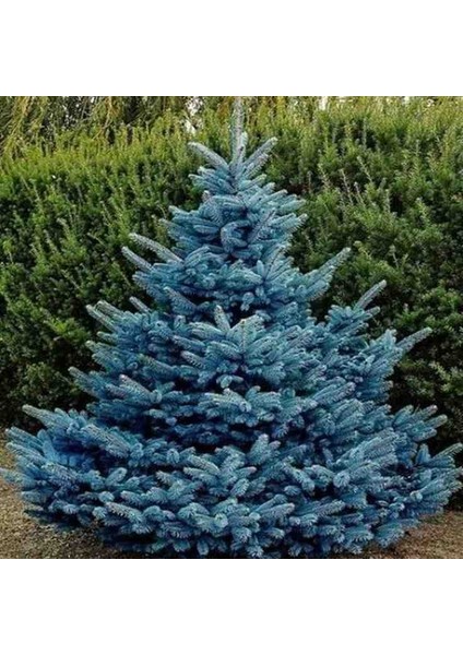3 Adet 2 Yaşında Tüplü Mavi Ladin (Picea Pungens 'glauca') Fidanı - Bahçeniz Için Zarif ve Dayanıklı Bir Seçim