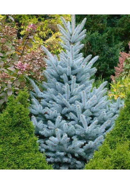 3 Adet 2 Yaşında Tüplü Mavi Ladin (Picea Pungens 'glauca') Fidanı - Bahçeniz Için Zarif ve Dayanıklı Bir Seçim