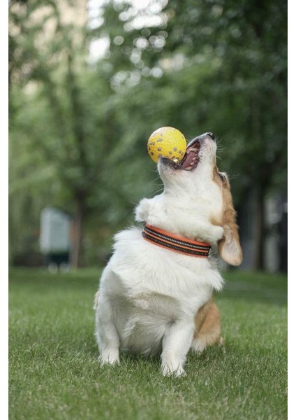 Bloom Ball Oyun Topu Parçalanmaz Yellow/gray