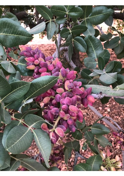 Antep Istachios Antep Fıstığı 1.Sınıf Çiğ Fıstık 1 Kilogram Üreticiden Eylül 2024 Mahsülü