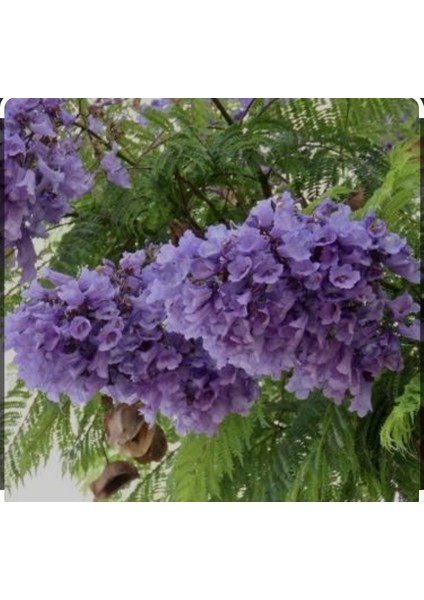 Tüplü Jakaranda Fidanı 30/40CM modelleri