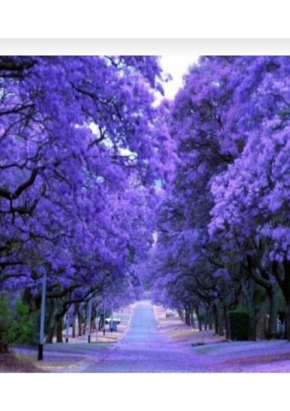 Tüplü Jakaranda Fidanı 30/40CM fırsatları