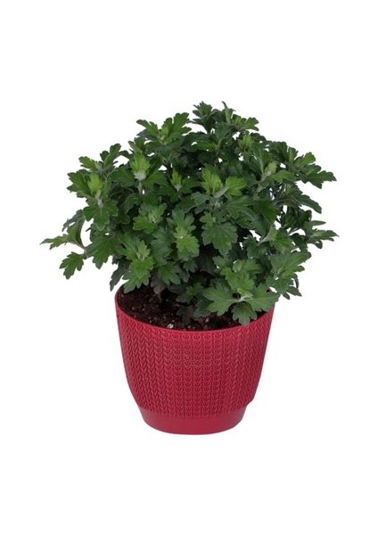 Saksıda Bordo Kasımpatı Çiçeği (Chrysanthemum) 10-20 cm