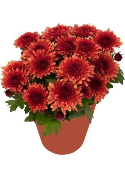 Kasımpatı Krizantem Chrysanthemum Çiçeği, 2'li Set Pembe Sarı