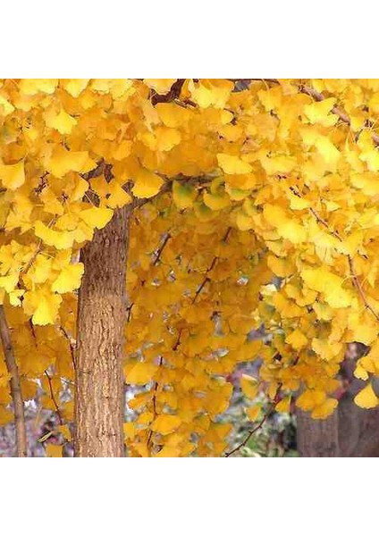 3 Adet 2 Yaşında Tüplü Mabet Ağacı (Ginkgo Biloba) Fidanı - Bahçeniz Için Zarif ve Tarihi Bir Seçim