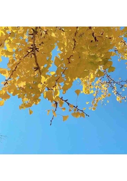 3 Adet 2 Yaşında Tüplü Mabet Ağacı (Ginkgo Biloba) Fidanı - Bahçeniz Için Zarif ve Tarihi Bir Seçim fiyatları