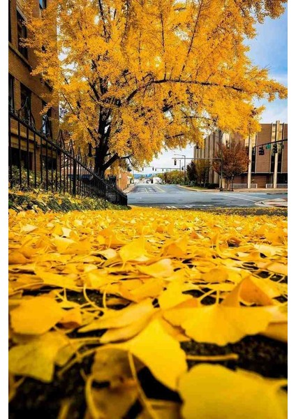 3 Adet 2 Yaşında Tüplü Mabet Ağacı (Ginkgo Biloba) Fidanı - Bahçeniz Için Zarif ve Tarihi Bir Seçim fırsatları