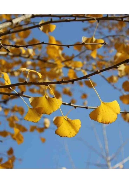 3 Adet 2 Yaşında Tüplü Mabet Ağacı (Ginkgo Biloba) Fidanı - Bahçeniz Için Zarif ve Tarihi Bir Seçim indirimleri