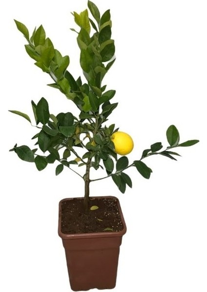 Saksıda Bodur Limon Fidanı
