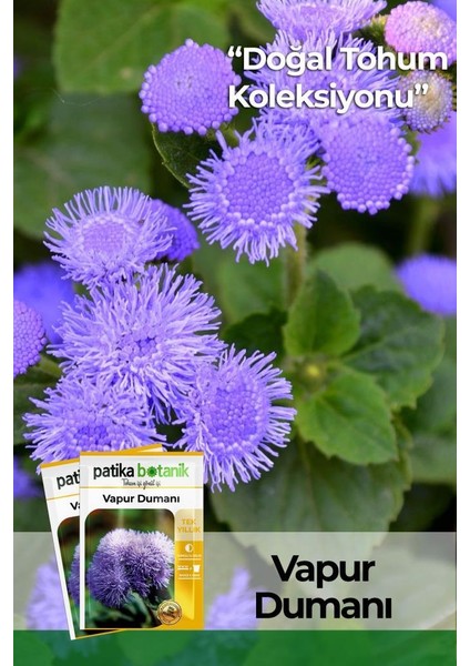 100 Adet Vapur Dumanı (Ageratum Houstanianum) Çiçek Tohumu