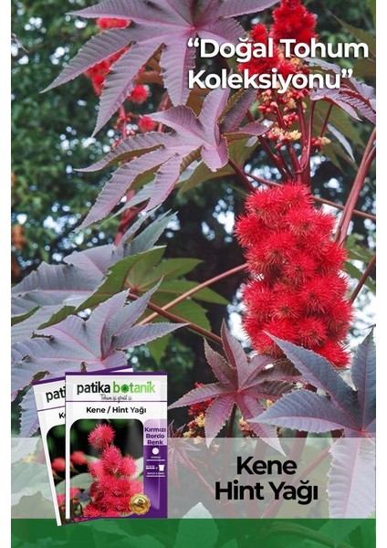 Patika Botanik 5 Adet Kene Çiçeği (Ricinus Communis) Çiçek Tohumu