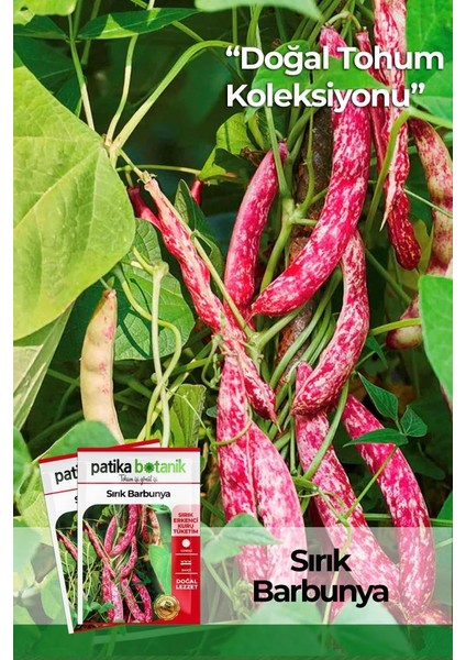 50 Adet Sırık Barbunya Tohumu (Selim)
