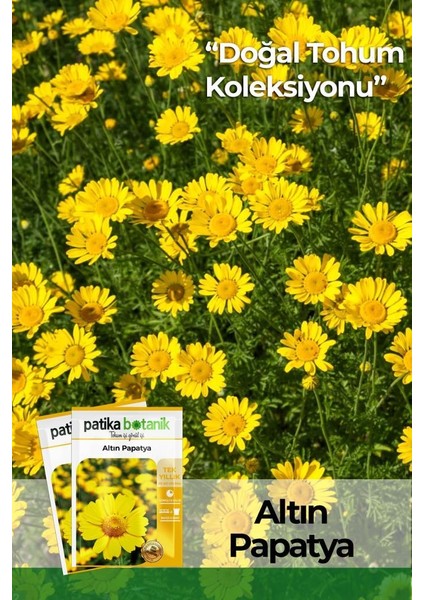 Patika Botanik 100 Adet Altın Papatya Tohumu (Anthemis Tinctoria Kelwayii)