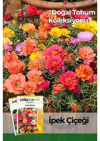 Patika Botanik 100 Adet İpek - Şellaki (Portulaca Grandiflora) Çiçek Tohumu