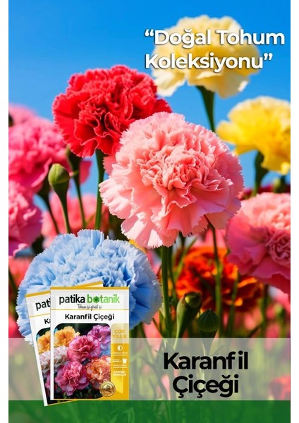 100 Adet Karanfil (Dianthus Caryophyllus) Çiçek Tohumu