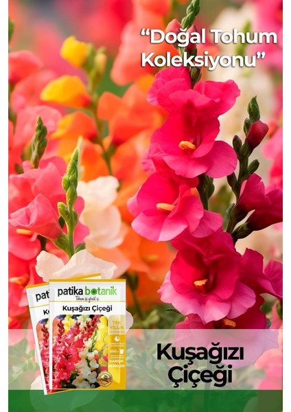 100 Adet Kuşağzı (Aslanağzı) (Antirrhinum Majus) Çiçek Tohumu