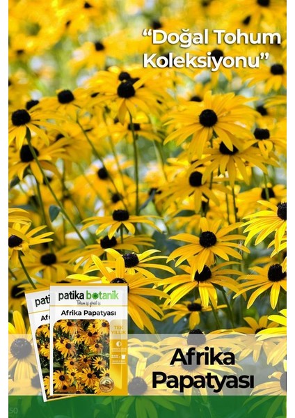 Patika Botanik Afrika Papatyası (Rudbeckia) Çiçek Tohumu 100 Adet