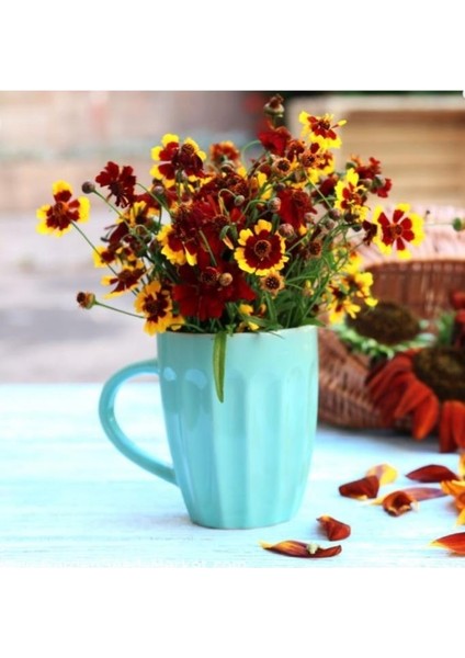 Patika Botanik 100 Adet Kız Gözü (Coreopsis Tinctoria) Çiçek Tohumu