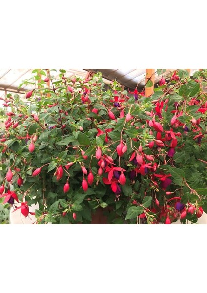 Fuchsia Küpeli Çiçeği 10-20 cm