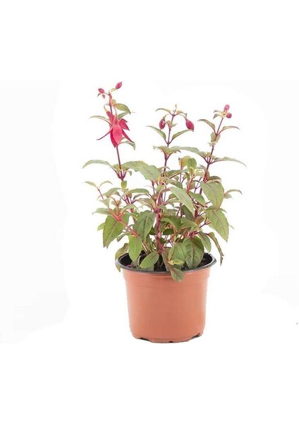Fuchsia Küpeli Çiçeği 10-20 cm fiyatları