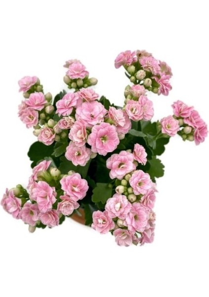 Kalanchoe (Kalanşo) Pembe 10-20 cm